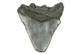Bargain, Fossil Megalodon Tooth - South Carolina #124753-1